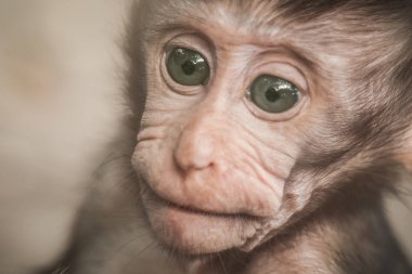Kutsal maymun orman çok güzel küçük bebek makak maymunu. Ubud, Bali, Endonezya