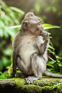 Güzel manzara yemek yeme bir bebek maymun. Bali Ubud. Endonezya