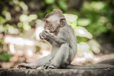 Güzel manzara yemek yeme bir bebek maymun. Bali Ubud. Endonezya