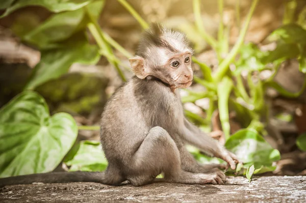 可爱的小猕猴在圣猴森林 巴厘岛 印度尼西亚 — 图库照片