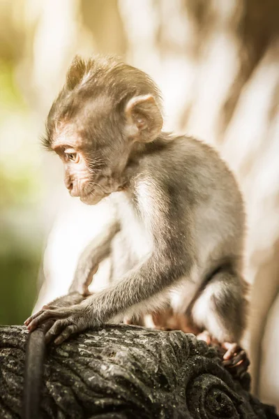 可爱的小猕猴在圣猴森林 巴厘岛 印度尼西亚 — 图库照片