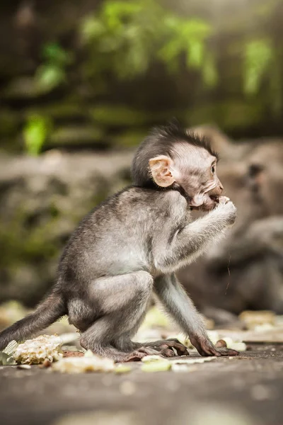 美丽的小猴子吃食物的看法 巴厘岛 印度尼西亚 — 图库照片