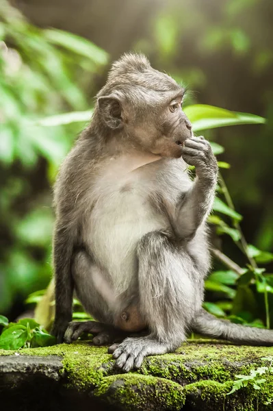 美丽的小猴子吃食物的看法 巴厘岛 印度尼西亚 — 图库照片