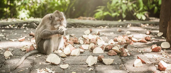 一只猕猴的美丽景色 吃着一些食物 巴厘岛 印度尼西亚 — 图库照片