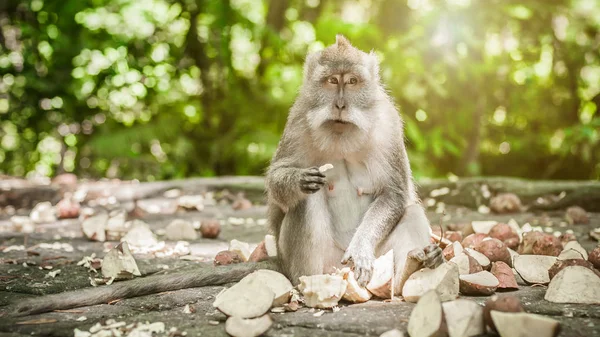 一只猕猴的美丽景色 吃着一些食物 巴厘岛 印度尼西亚 — 图库照片