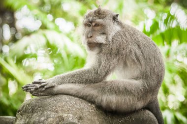 Uzun kuyruklu makak maymunu onun doğal çevre içinde portresi. Bali Ubud. Endonezya