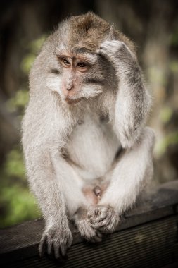 Uzun kuyruklu makak maymunu onun doğal çevre içinde portresi. Bali Ubud. Endonezya