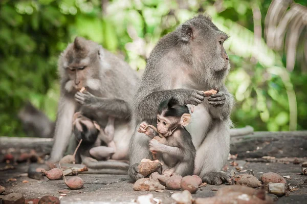关闭猴家庭坐在神圣的猴子森林 巴厘岛 印度尼西亚 — 图库照片