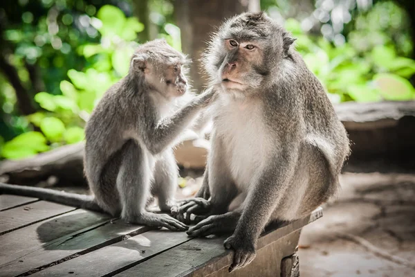 Primer Plano Familia Monos Sentados Bosque Sagrado Monos Ubud Bali —  Fotos de Stock