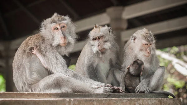 Zblízka Opičí Rodiny Sedící Posvátné Opičího Lesa Ubud Bali Indonésie — Stock fotografie