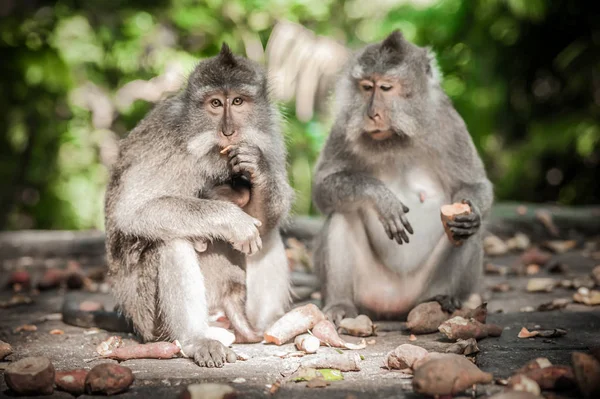 Primer Plano Familia Monos Sentados Bosque Sagrado Monos Ubud Bali —  Fotos de Stock