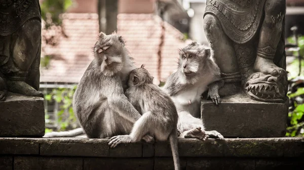 Крупним Планом Мавпа Родина Сидять Священні Мавпи Лісу Ubud Балі — стокове фото