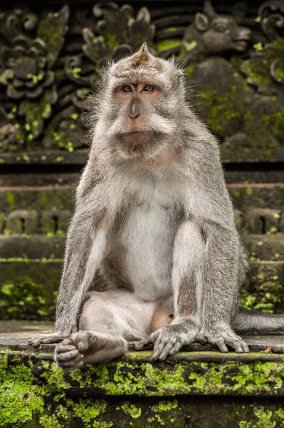 长尾猕猴的肖像在他的自然环境污染 巴厘岛 印度尼西亚 — 图库照片
