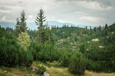 Herdem yeşil orman ve dağ doruklarına yaz Sıradağları ve kemer sistemi. Durmitor, Karadağ
