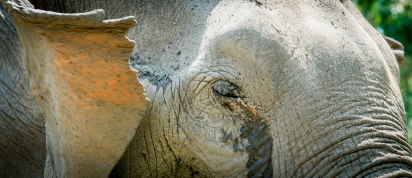 Primer Plano Hermoso Elefante Caminando Reserva Natural Chiang Mai Tailandia — Foto de Stock