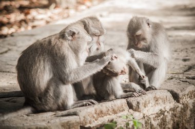 Damat ve gizli maymun orman rahatlatıcı makak maymunu ailesi. Ubud, Bali, Endonezya
