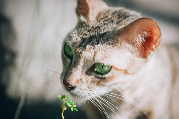 Beautiful Striped Cat Smelling Flowers Garden Selective Focus — Stock Photo, Image