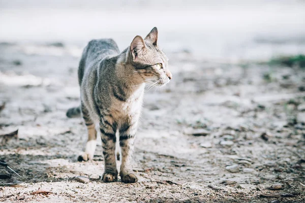 Sokakta Yürüyen Güzel Çizgili Kedi Seçici Odak — Stok fotoğraf