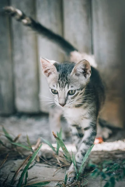 Sokakta Yürüyen Güzel Çizgili Kedi Seçici Odak — Stok fotoğraf