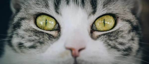 Acercamiento Hermosos Ojos Gato Enfoque Selectivo —  Fotos de Stock