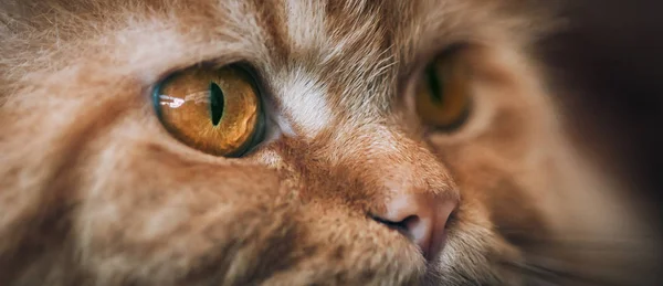 Close Beautiful Cat Eyes Selective Focus — Stock Photo, Image