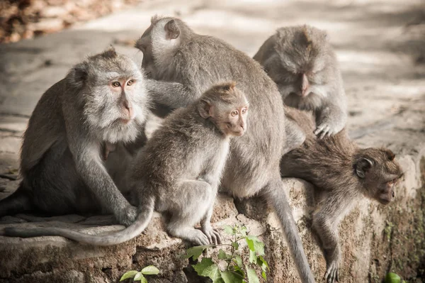 猕猴家庭梳理和放松在秘密猴林 巴厘岛 印度尼西亚 — 图库照片