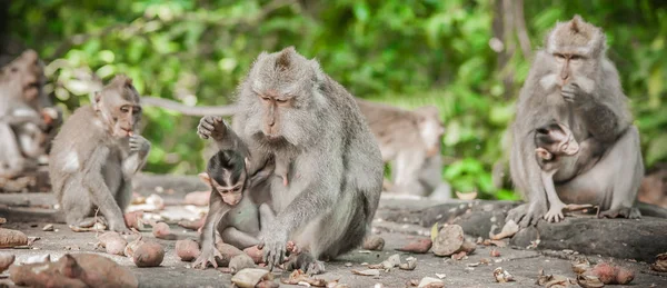 猴子家庭的照片在秘密猴森林吃水果 巴厘岛 印度尼西亚 — 图库照片