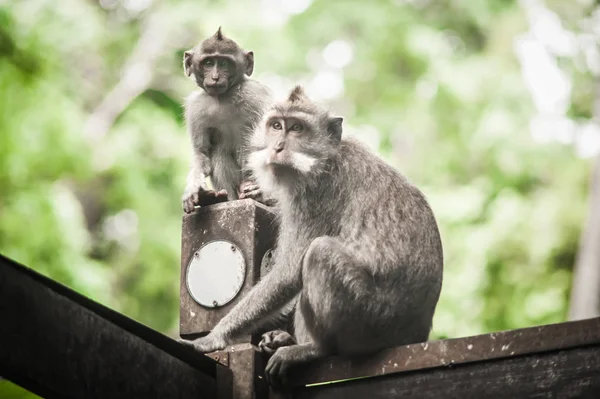 猴子猴家庭坐在秘密猴林放松 巴厘岛 印度尼西亚 — 图库照片
