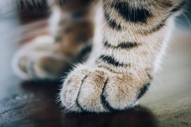 Kabarık çizgili kedi pençe yakın çekim. Makro fotoğrafçılık