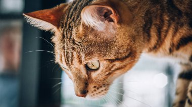 Güzel yeşil gözlü çizgili kedi portresi. Makro fotoğrafçılık