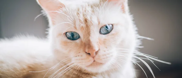 Retrato Del Gato Rayado Con Hermosos Ojos Azules Macro Fotografía —  Fotos de Stock