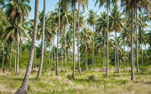 热带岛屿公共公园的椰子树高 自然景观 — 图库照片