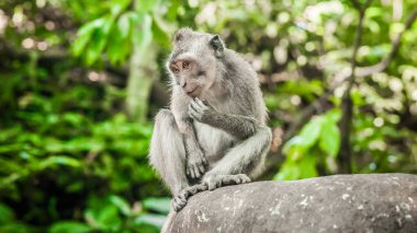 Kutsal maymun orman, uzun kuyruklu makak maymunları portresi. Ubud, Bali, Endonezya
