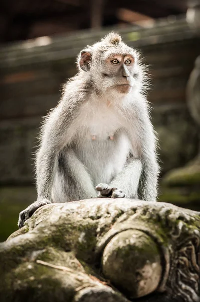 在圣猴森林长尾猕猴的肖像 巴厘岛 印度尼西亚 — 图库照片