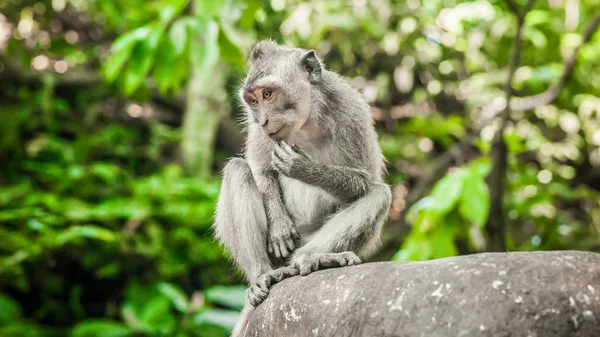 Portrét Dlouho Sledoval Makaků Posvátné Monkey Forest Ubud Bali Indonésie — Stock fotografie