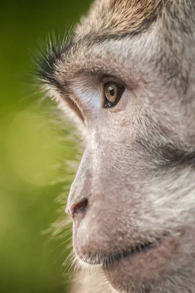 圣猴森林长尾猕猴的照片 巴厘岛 印度尼西亚 — 图库照片