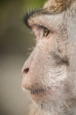 Kutsal maymun orman, uzun kuyruklu makak maymunları portresi. Ubud, Bali, Endonezya