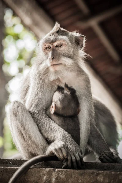 巴厘岛 Macague 猴子与她的孩子在神圣的猴子森林 巴厘岛 印度尼西亚 — 图库照片