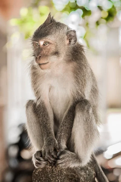 Portrét Dlouho Sledoval Makaků Posvátné Monkey Forest Ubud Bali Indonésie — Stock fotografie