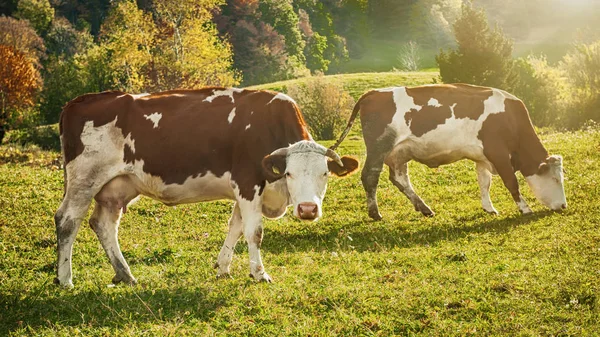 Vacas Pastoreo Pasto Cerca Pueblo Montaña Serbia Paisaje Con Tierras — Foto de Stock