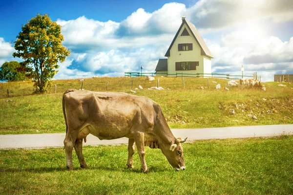 Pasoucí Krávy Louce Poblíž Horské Vesnice Černá Hora Krajina Zemědělské — Stock fotografie