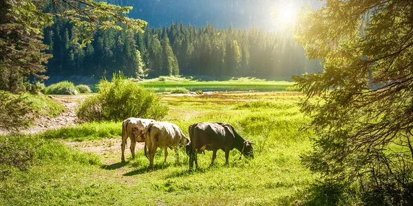Grazing Vacas Pasto Perto Lago Montanha Montenegro Paisagem Com Terras — Fotografia de Stock