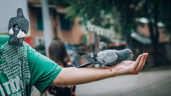 Junger Mann Füttert Tauben Stadtpark Chiang Mai Thailand — Stockfoto