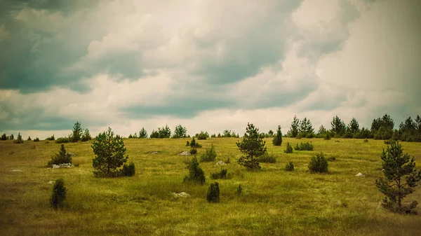 Панорамний Вид Літо Grove Луки Красивий Краєвид Чорногорії Жабляк Дурмітор — стокове фото