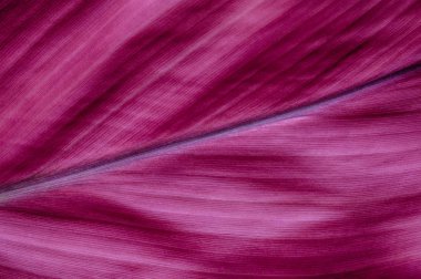 Güzel doğa yaprak yeşil doku arka planını kapatın. Seçici odak