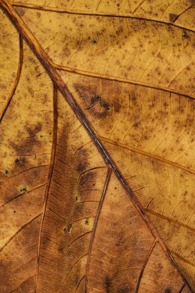 Primer Plano Hermosa Naturaleza Hoja Verde Textura Fondo Enfoque Selectivo — Foto de Stock