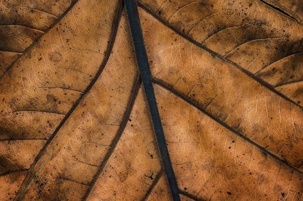 Primo Piano Bella Natura Verde Foglia Texture Sfondo Focus Selettivo — Foto Stock