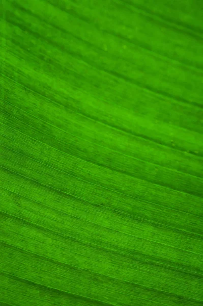 Zár Megjelöl Ból Gyönyörű Természet Zöld Leveles Szerkezet Háttérben Szelektív — Stock Fotó