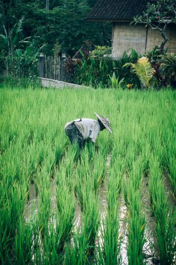 Bali, Endonezya - 14. Nisan 2018. Hasır şapka Teras sahada çalışan Bali erkeklerde. Mısır gevreği mahsul ekimi. Gün Editör atış