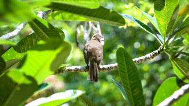 Egzotik kuş ötüşü ile gür tropikal yapraklar arka plan ağaç tepesinde